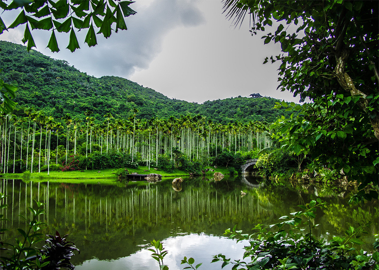 全球熱帶雨林的重要性和位置保護熱帶雨林的意義