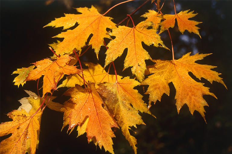 廠家搜集說明關于裂葉和無葉的詳細信息