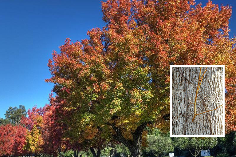 史上全細休眠樹識別庫（六）