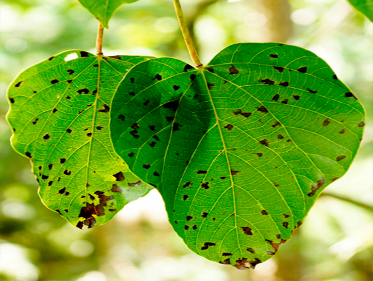 32多種常見的樹木b害導致大多數樹木的健康下降和死亡（一）