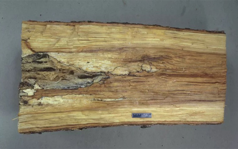 根莖對接爛樹b預(yù)防和控制-根腐b是影響硬木常見的樹木b害之一