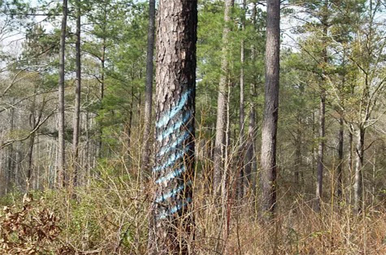 鼓勵森林新的木材采伐方法-主要的自然平齡和不平齡造林計劃