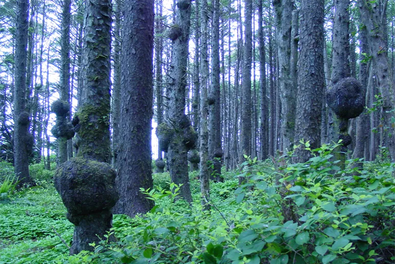 識(shí)別和控制樹(shù)瘤-查找識(shí)別出售樹(shù)樁
