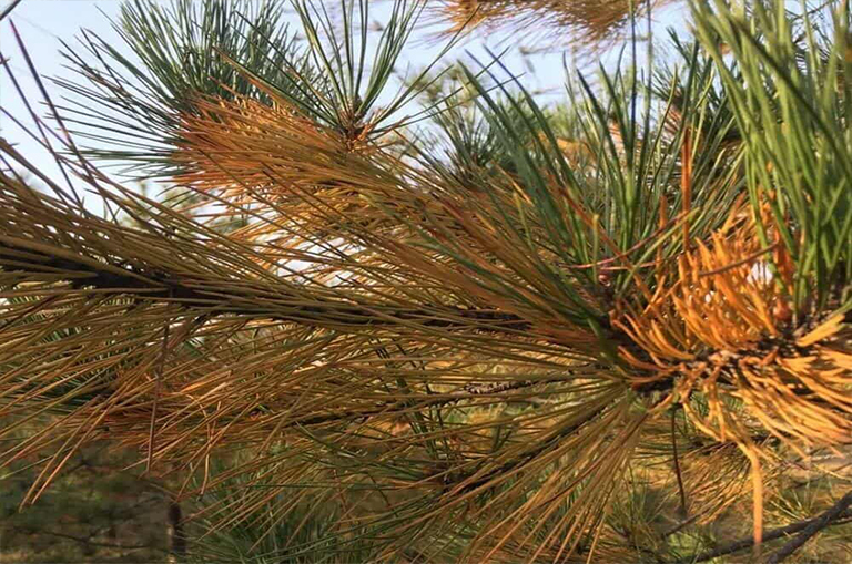 針葉樹b的預防和控制