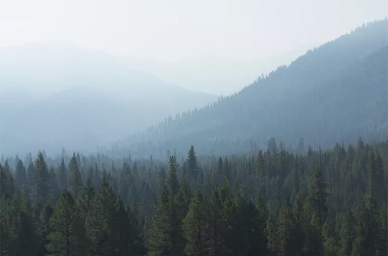 北美主要針葉樹及其描述-常見的商業軟木樹和森林協會（一）