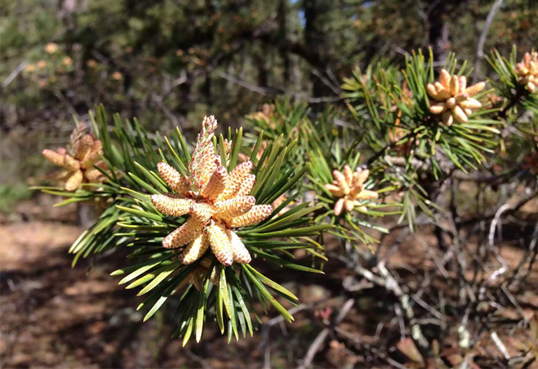北美主要針葉樹及其描述-常見的商業軟木樹和森林協會（四）