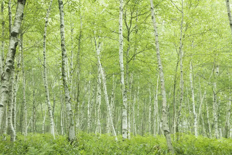 區分硬木和軟木樹-通常是正確的，但這不是的規則