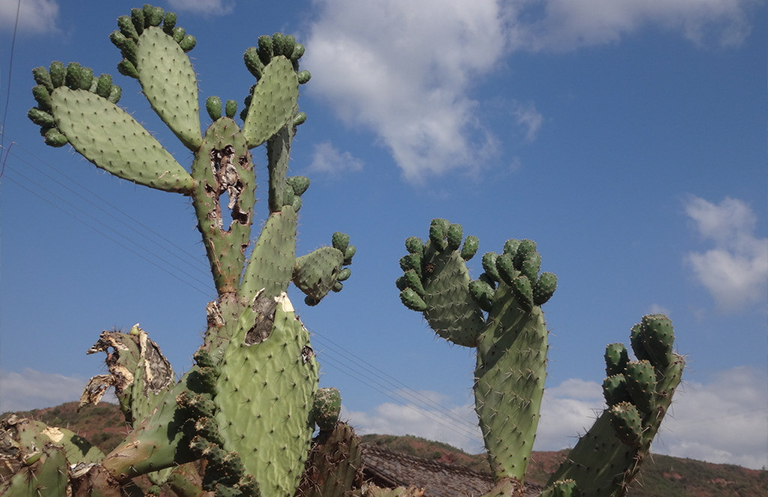 C3，C4和CAM植物對氣候變化的適應(二)