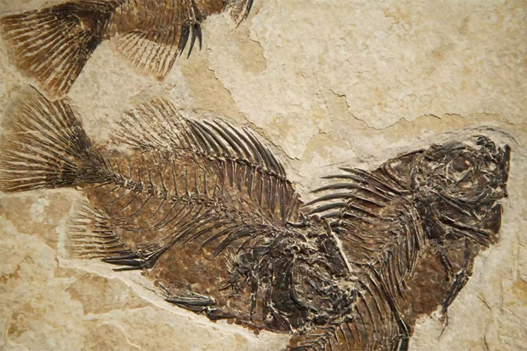 懷俄明州國家公園-化石 溫泉和巨石（二）