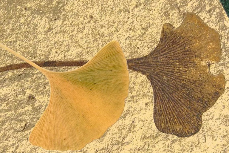 “活化石”植物地質(zhì)過去的三個(gè)幸存者-銀杏 水杉 狼尾草