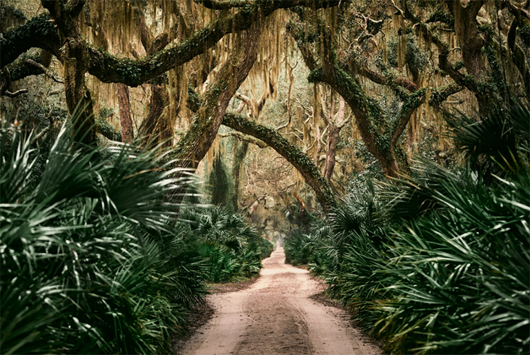 喬治亞州的國(guó)家公園-橡樹 內(nèi)戰(zhàn)遺址 海灘（二）