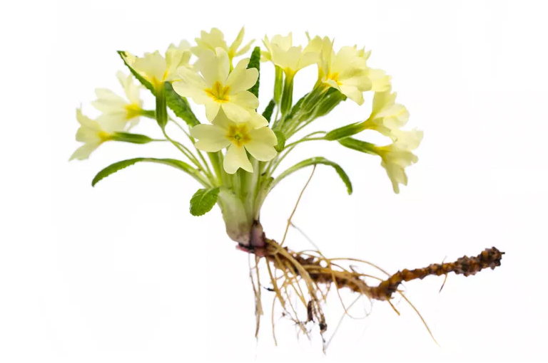 植物根莖的定義以及實(shí)例