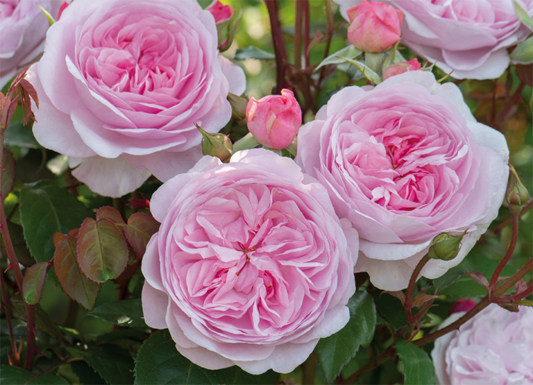 庭院設計 玫瑰很難保養嗎？