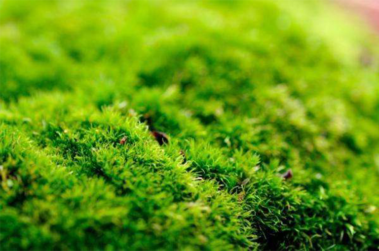 5大低維護人工草坪替代品推薦