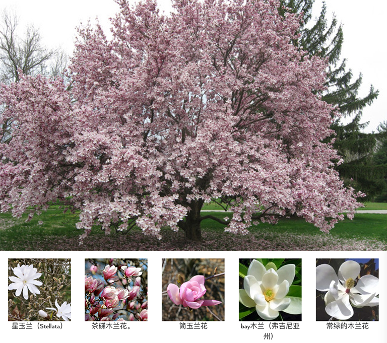 庭院怎么利用開花樹木設(shè)計(jì)的漂亮（下）