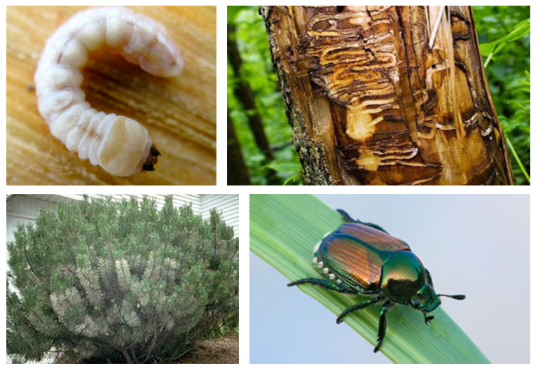 北弗吉尼亞花園的蟲害-從敵人那里認(rèn)識(shí)的朋友