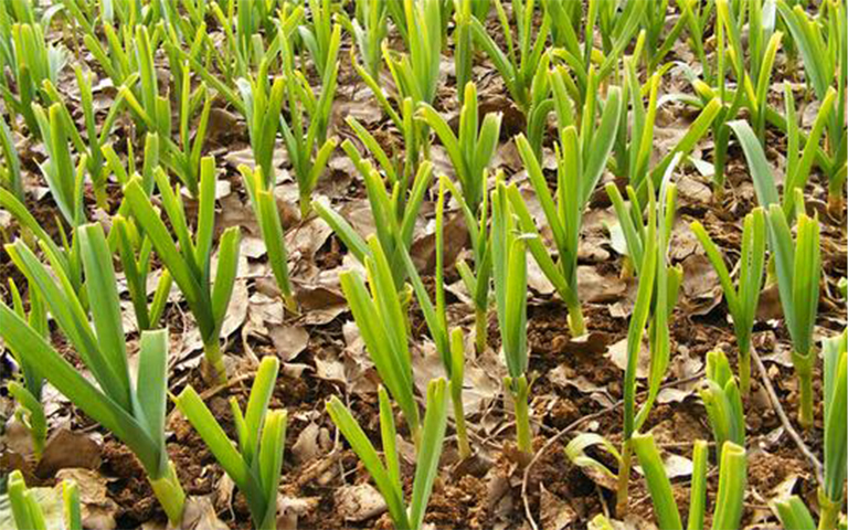 哪個(gè)烹飪天才先想到了使用大蒜這種植物作為烹飪食物的佐料