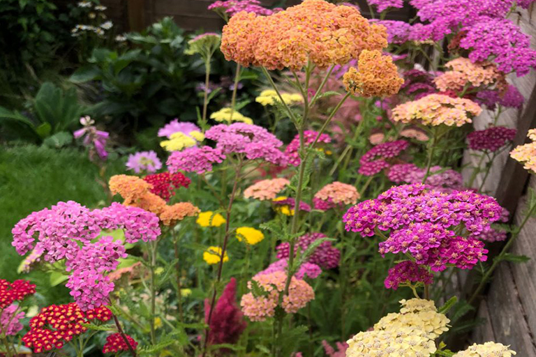 可持續植物花園–針對您的植物花園空間的環保理念（上）