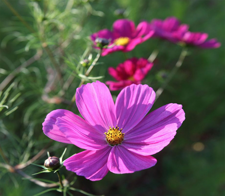 2021年植物花園主要外觀和必備品裝飾發(fā)展趨勢（上）