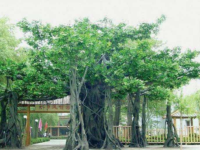 仿真榕樹.jpg 仿真榕樹