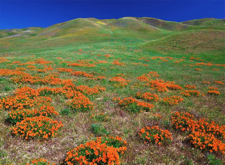 安吉利斯國家森林公園在加利福尼亞