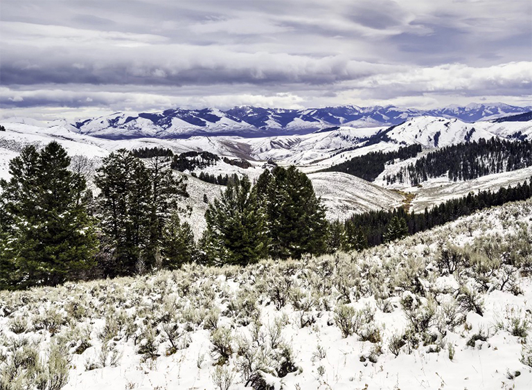 愛達荷州鮭魚Challis國家森林