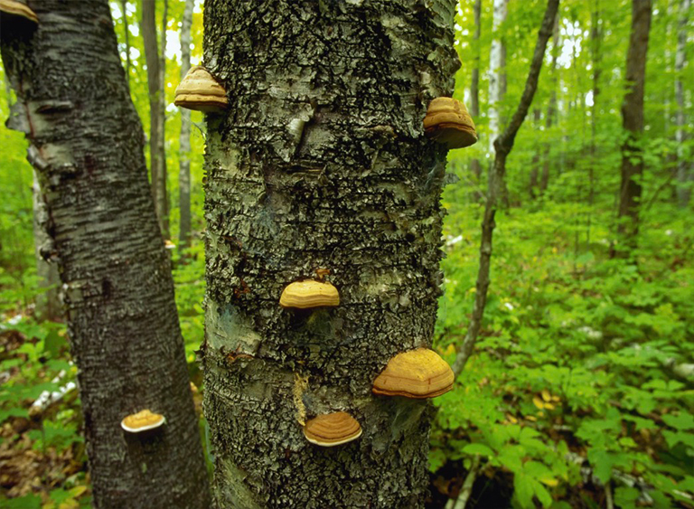 奇珀瓦國家森林公園在明尼蘇達州