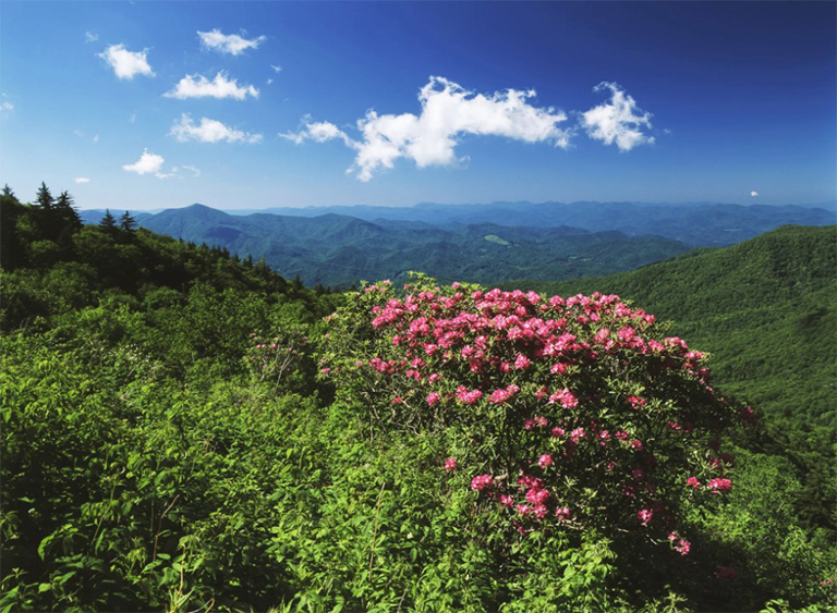 北卡羅萊納州的皮斯加國家森林