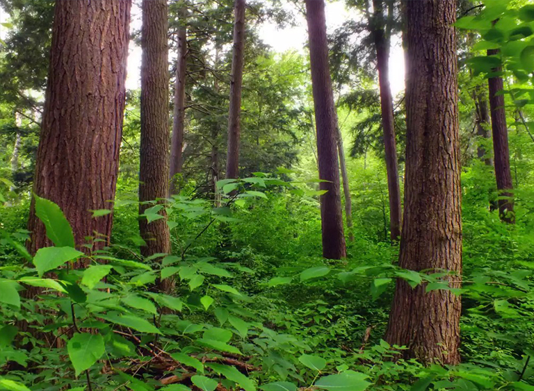 賓夕法尼亞的阿勒格尼國家森林