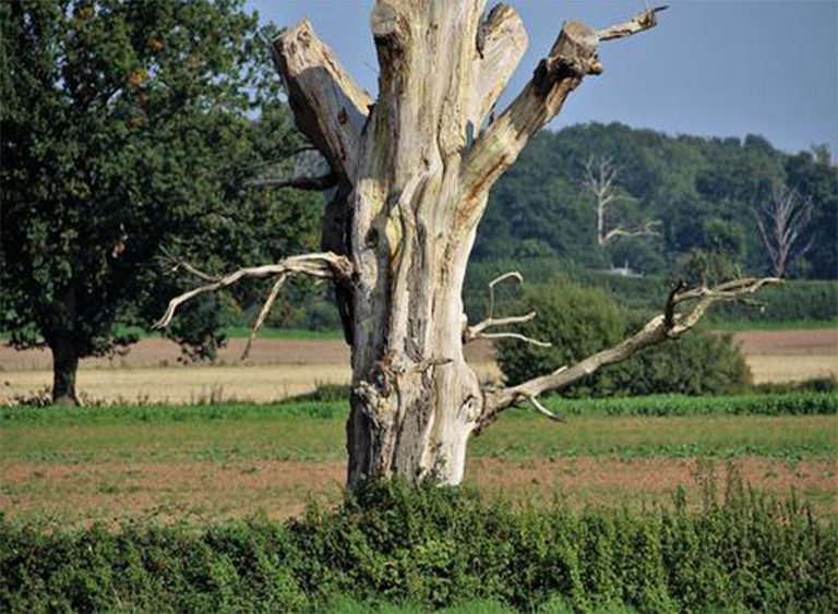 樹木死亡