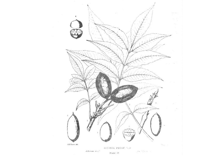 美國(guó)山核桃