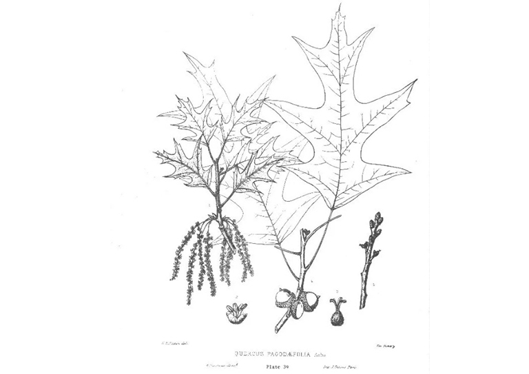 南部的紅橡樹(shù)