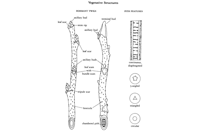 休眠冬樹(shù)標(biāo)記照片