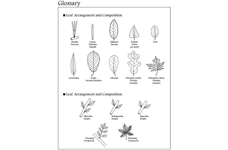 葉子和樹(shù)枝的安排圖