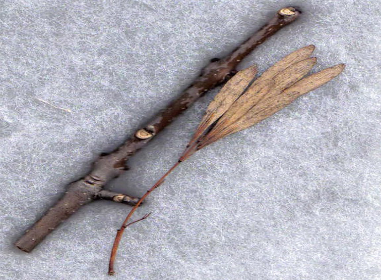 灰樹(shù)枝和水果