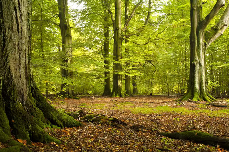 美國(guó)山毛櫸樹(shù)皮