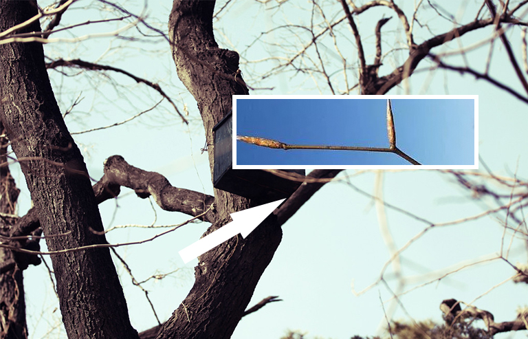 山毛櫸樹(shù)枝芽