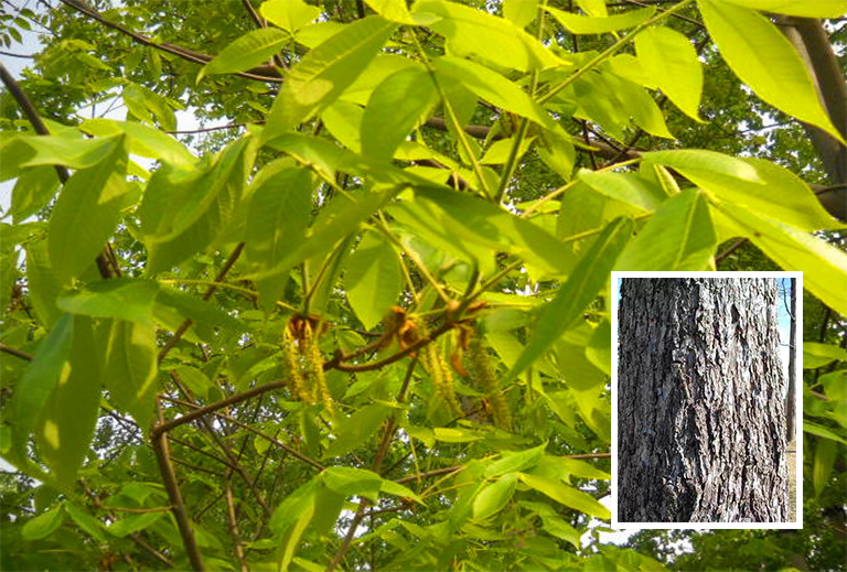 山核桃樹(shù)皮