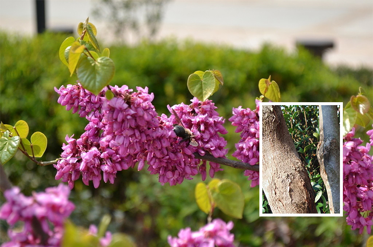 紫荊花樹皮