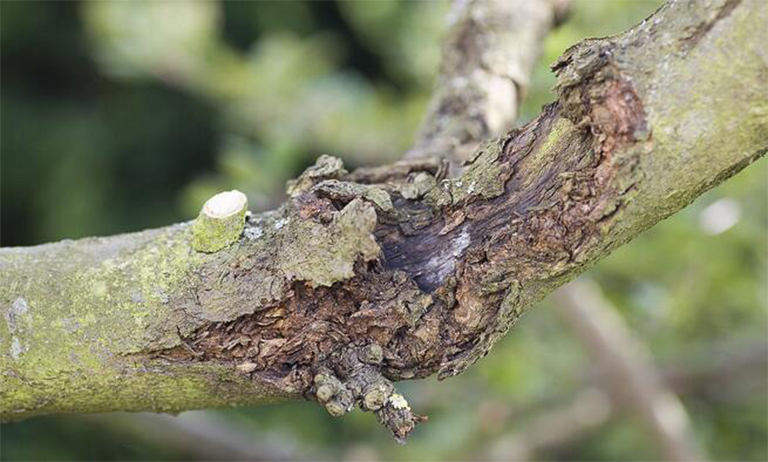 樹(shù)木潰瘍病