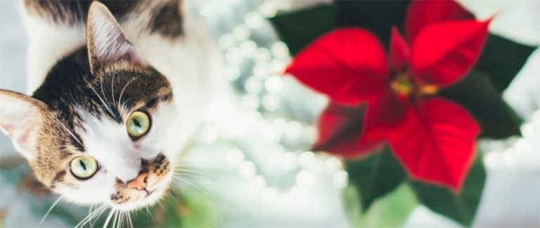 讓動物安全放心玩耍