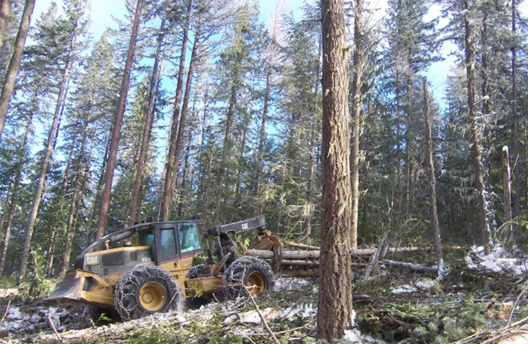 樹(shù)木均勻采伐方法