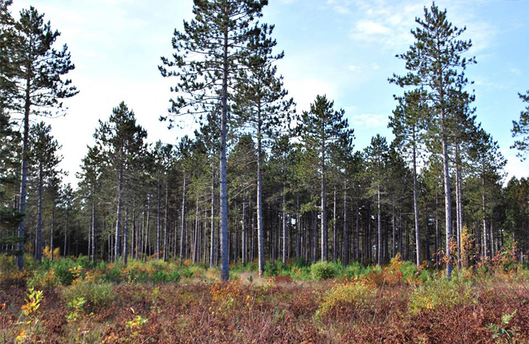 樹(shù)木均勻采伐方法