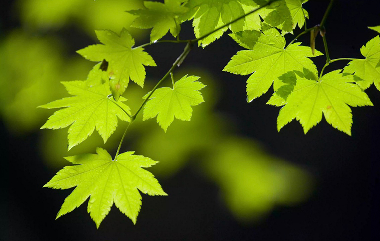 關閉藤槭樹葉子