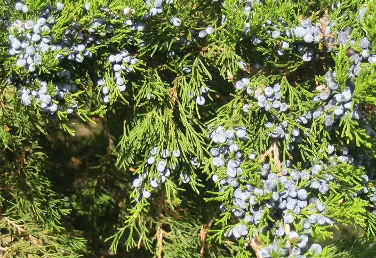 東部柳杉樹莓果