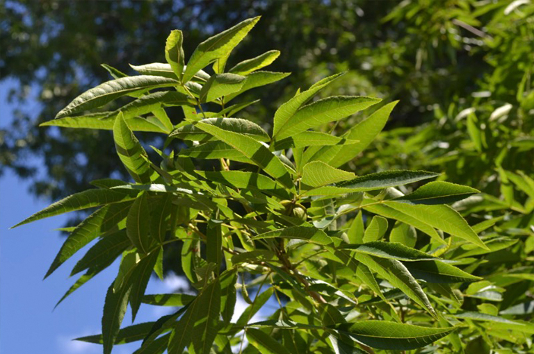 胡桃木山核桃與發展堅果的分支