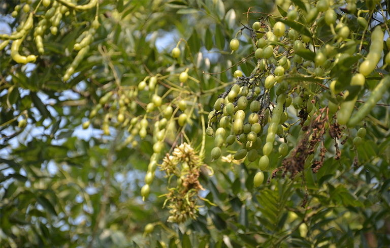 樹木種子繁殖要點(diǎn)