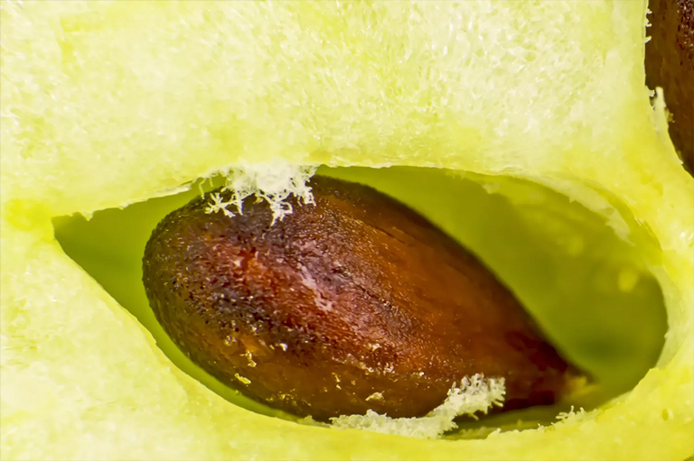 蘋(píng)果核種子