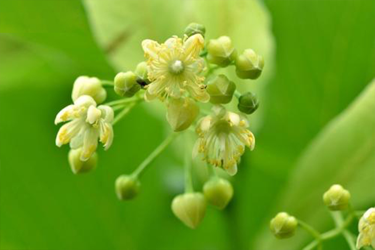 美國bass木，也稱為菩提樹