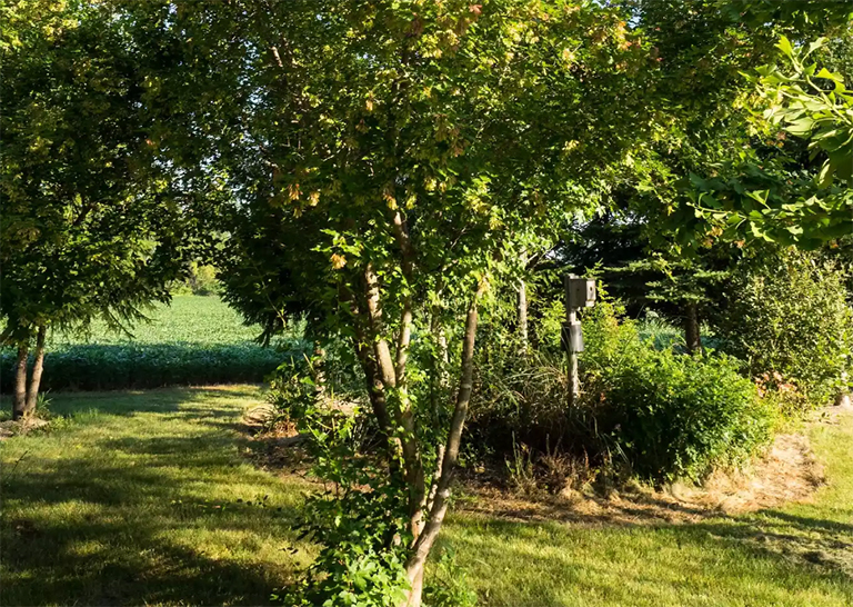 阿穆爾河楓在后院的環境中